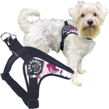 Hvid hund står op med en sele på med en forstørret version af selen foran sig